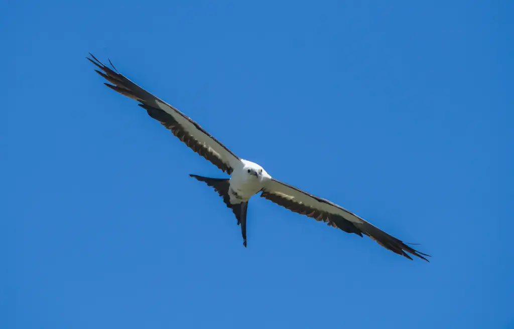 Flying Swallow-tailed Kites