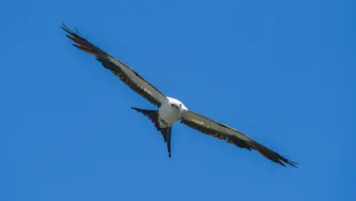 Flying Swallow-tailed Kites