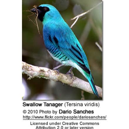 Swallow Tanager (Tersina viridis)
