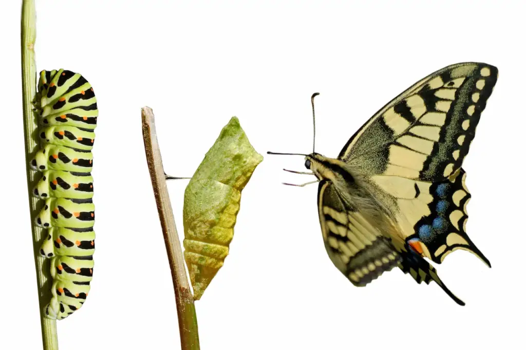 Swallowtail Image 