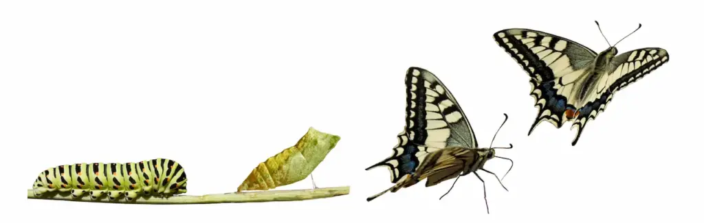 Swallowtail (Papilio machaon) Metamorphosis