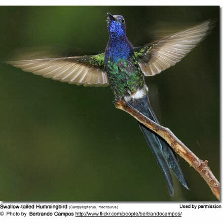 Swallow-tailed Hummingbird (Campylopterus. macrourus)
