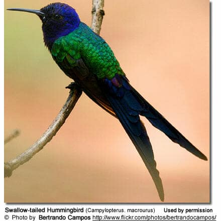 Swallow-tailed Hummingbird (Campylopterus. macrourus)