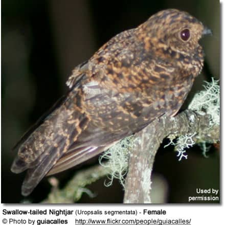 Swallow-tailed Nightjar (Uropsalis segmentata)