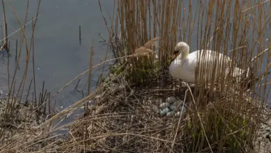 Swan hatching Eggs Swan Breeding Profile