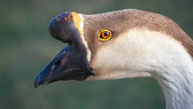 Close up Image of a Swan Goose