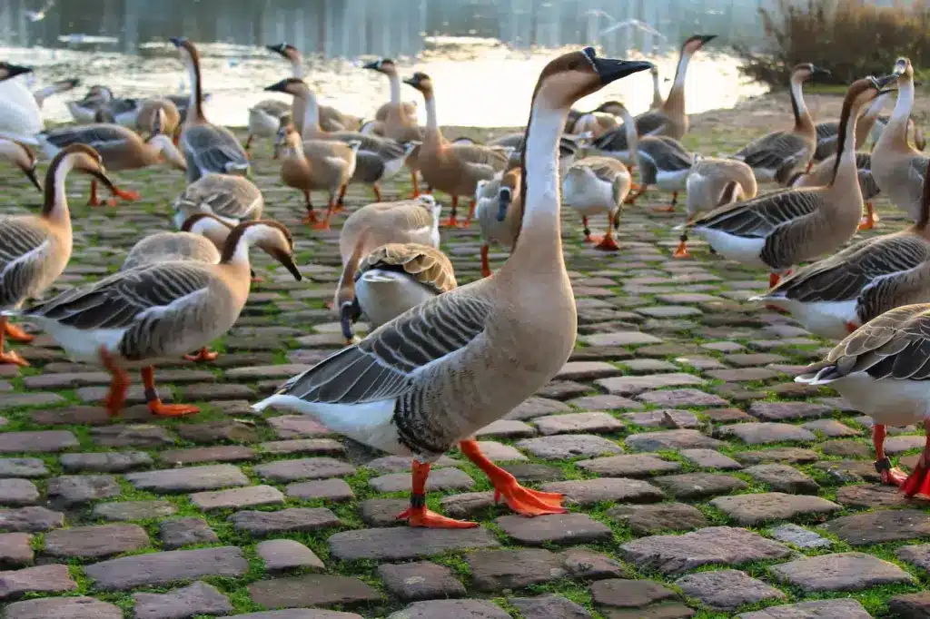 Swan Goose In The Riverbank