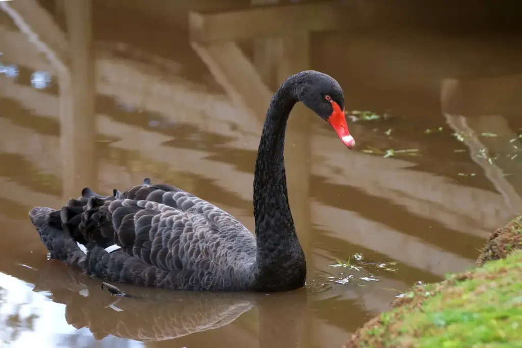 Australian Black on the Water. Swan Species