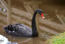 Australian Black on the Water. Swan Species