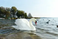 Swans in the Lake