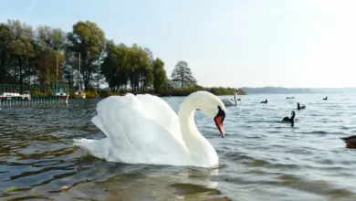 Swans in the Lake