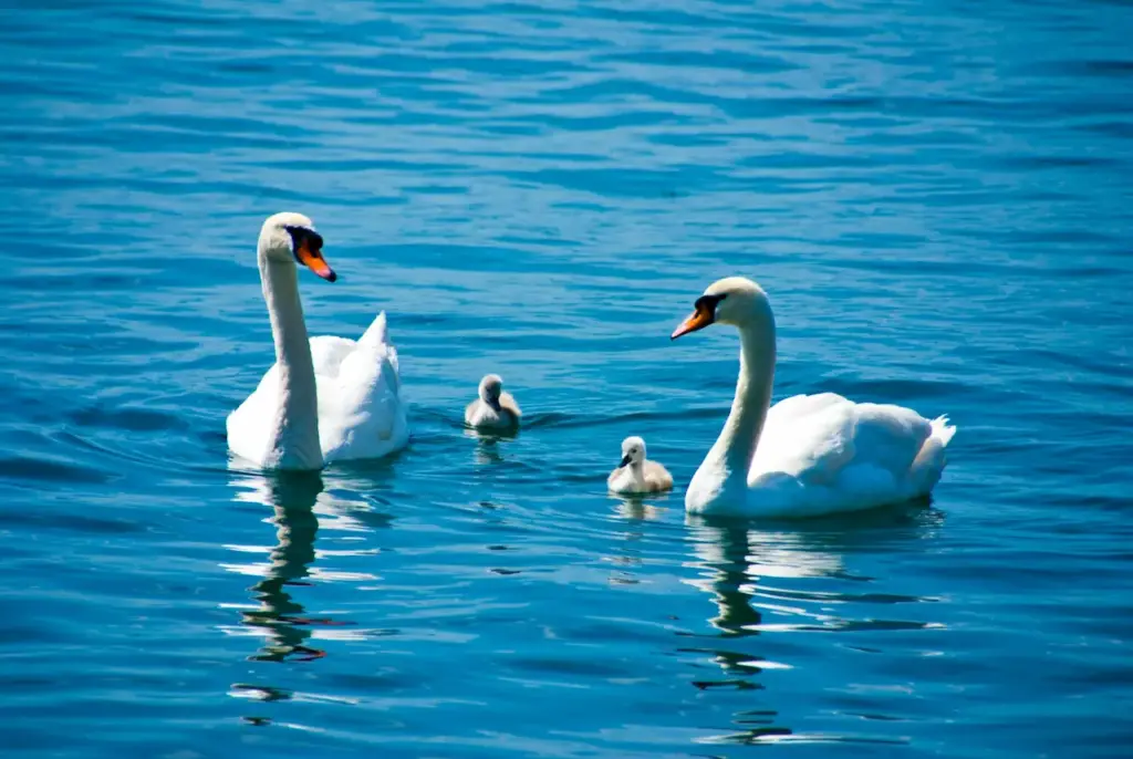 Pair of Swans in the Water. Swans Photo Gallery