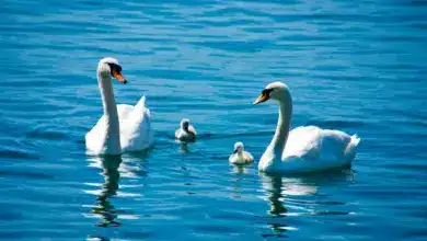 Pair of Swans in the Water. Swans Photo Gallery