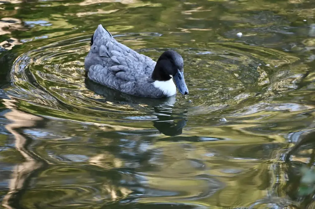 A Duck in the Water Swedish Ducks