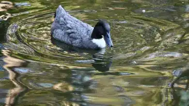A Duck in the Water Swedish Ducks