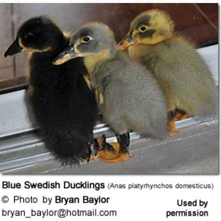 Blue Swedish Ducklings (Anas platyrhynchos domesticus)