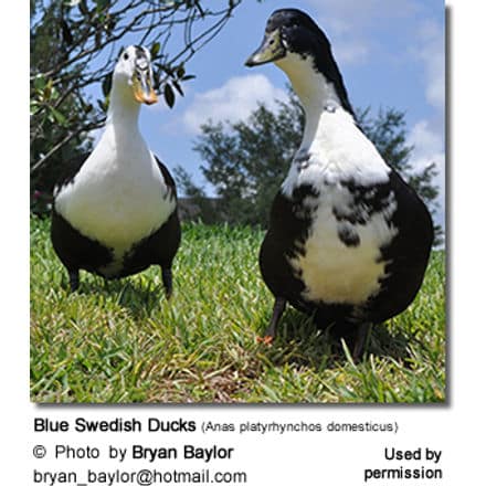 Blue Swedish Ducks (Anas platyrhynchos domesticus)