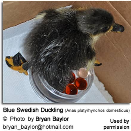Blue Swedish Duckling (Anas platyrhynchos domesticus)