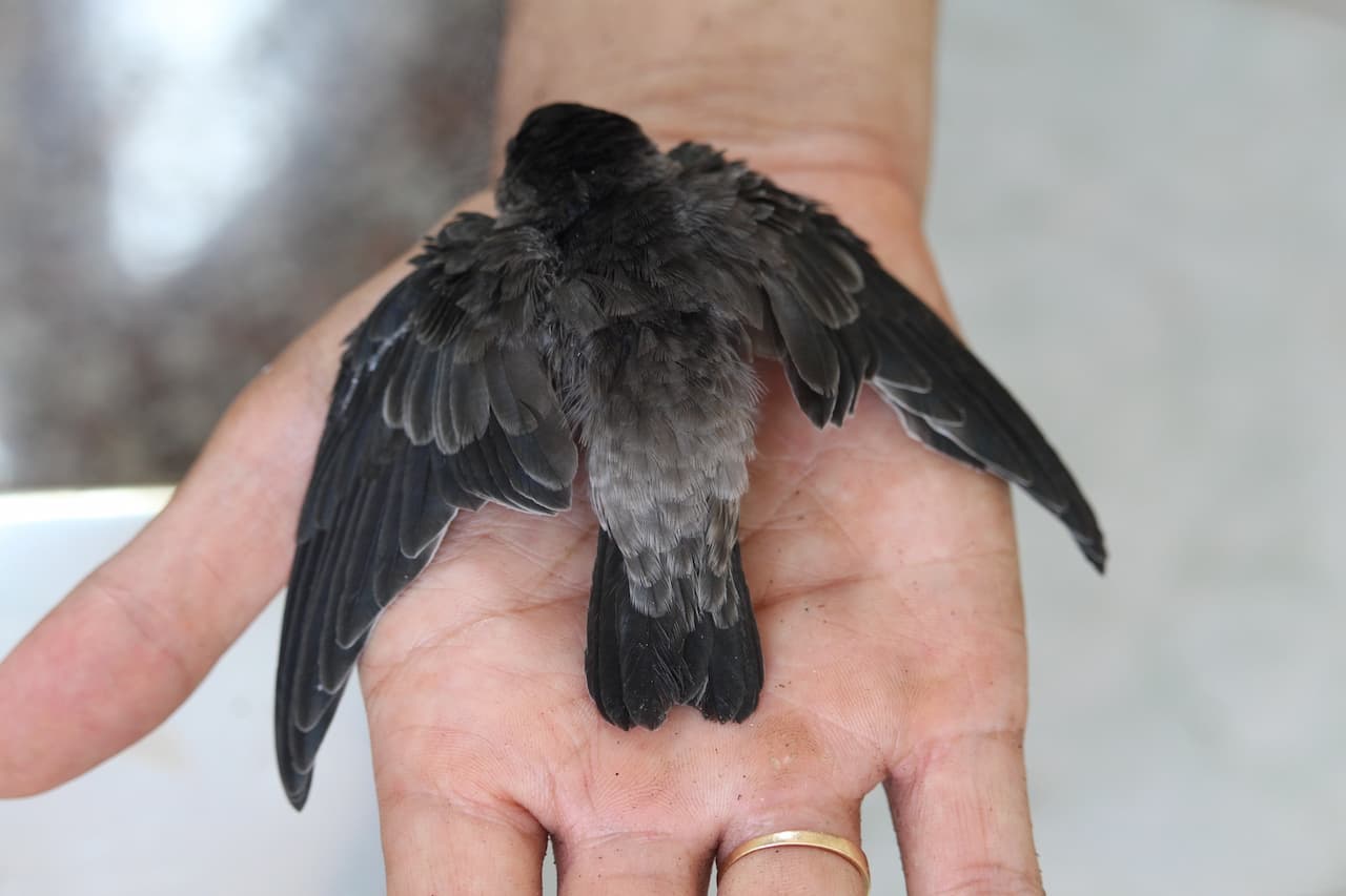 The Swiftlets Found in the Philippines Are A Pure Little Black Bird
