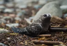 The Swifts Resting In The Ground