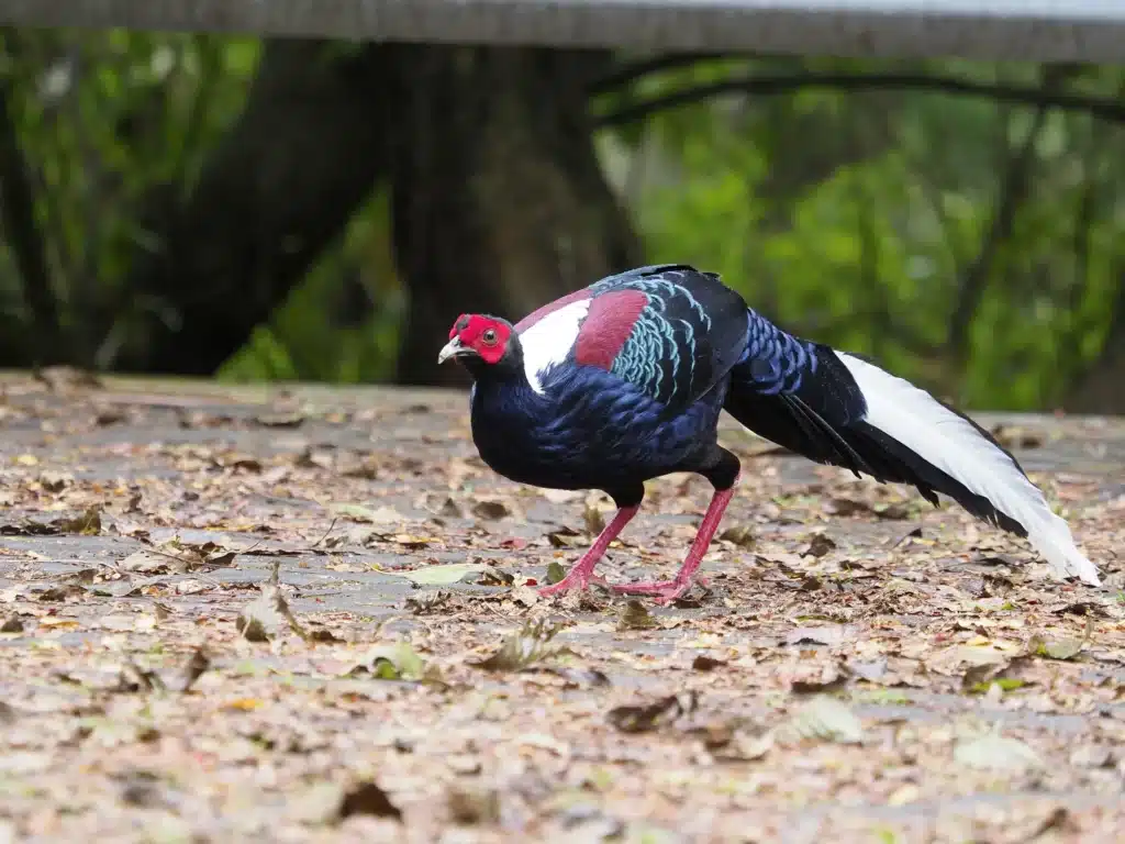 Swinhoe's Pheasants on the Ground