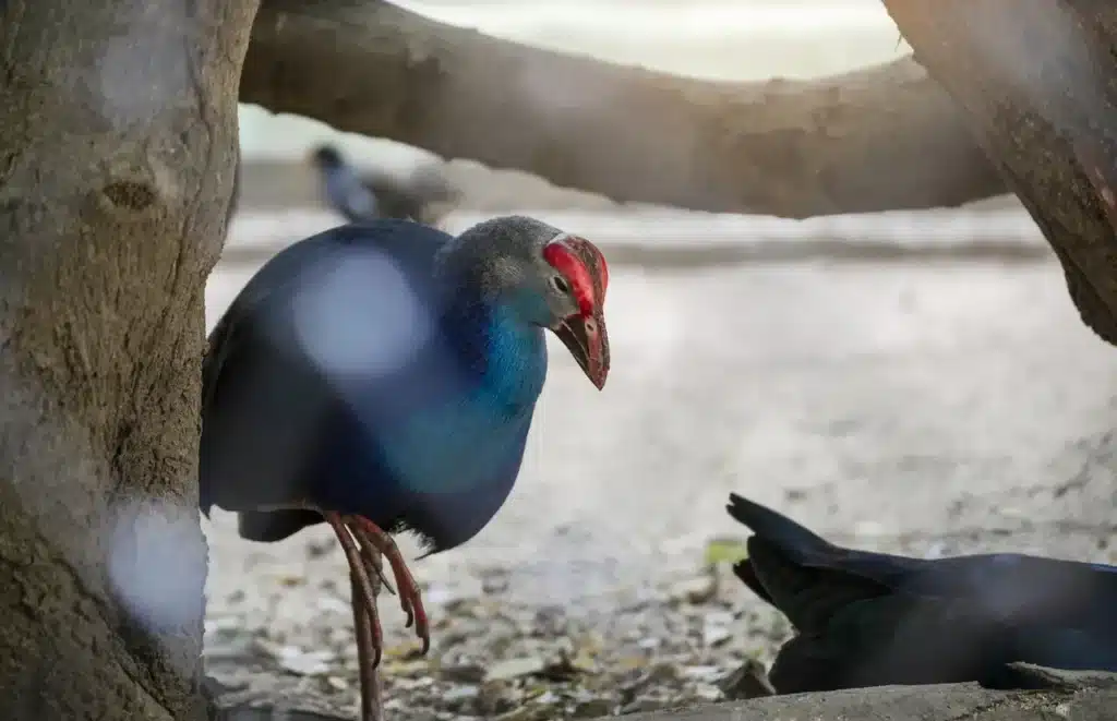 Swinhoe's Pheasants Looking for Food