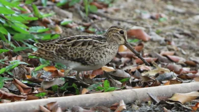 Swinhoe's Snipes Looking for Food