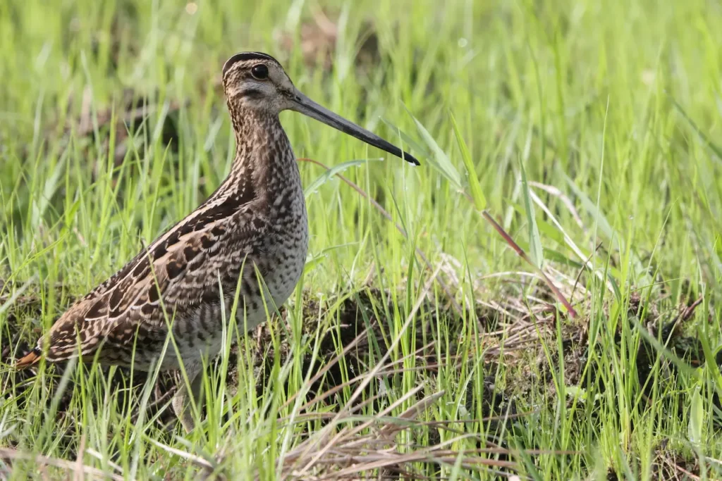 Swinhoes Snipes on the Tall Grass 