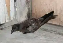 Swinhoe's Storm Petrels