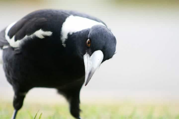 What Is A Swooping Magpie