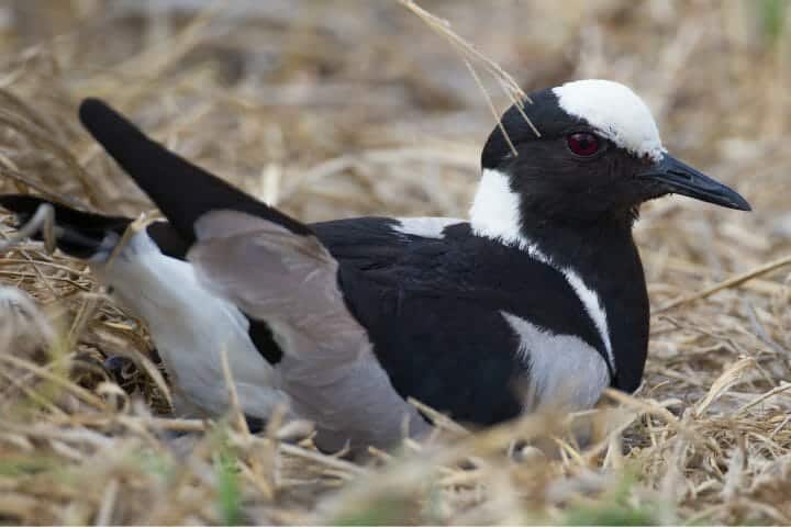 What Is A Swooping Magpie?