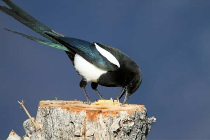 What Is A Swooping Magpie