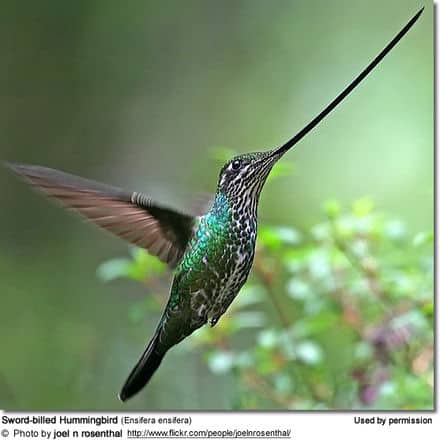 A Sword-billed Hummingbird hovers in mid-air with its wings blurred from motion. The bird is green with speckled white on its underbelly, and it has an exceptionally long, straight bill. Nearby, the silhouettes of Puerto Rican Lizard Cuckoos blend into the soft blur of green foliage in the background.