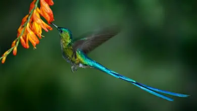Sylph Hummingbirds Feeding in a Flower