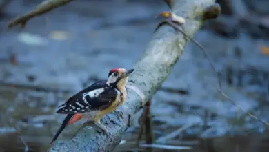 Syrian Woodpeckers Searching For Food