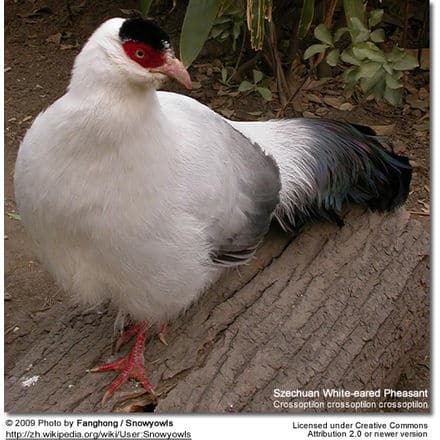 Szechuan White eared Pheasant