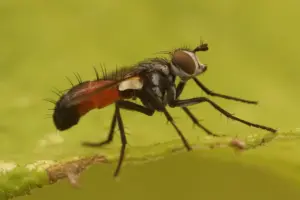 Tachinid flies Parasitoids