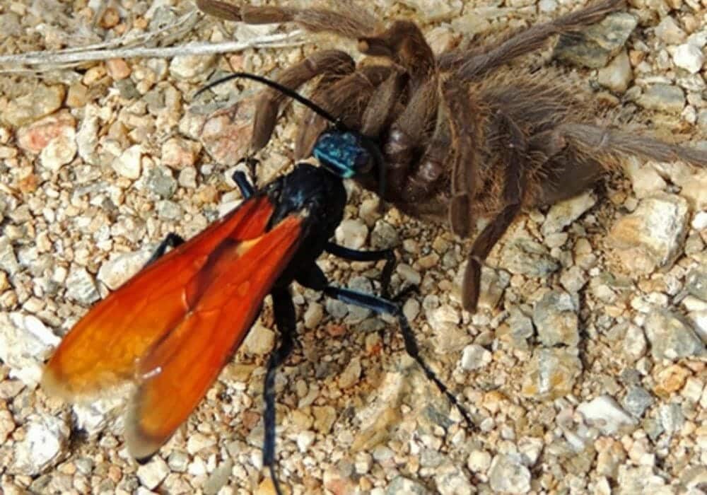 Tackling-tarantulas-A-hawk-wasp-paralyzing-its-prey