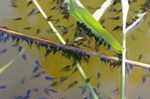 Tadpoles In A Pond