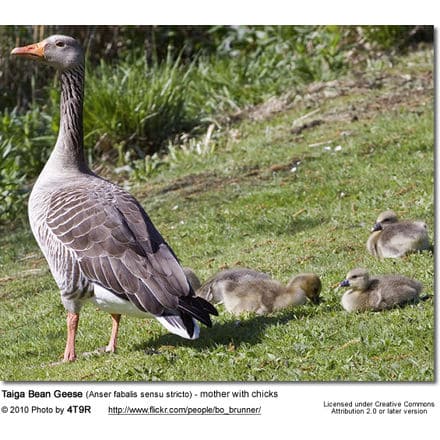 Taiga Bean Geese (Anser fabalis sensu stricto) - mother with chicks