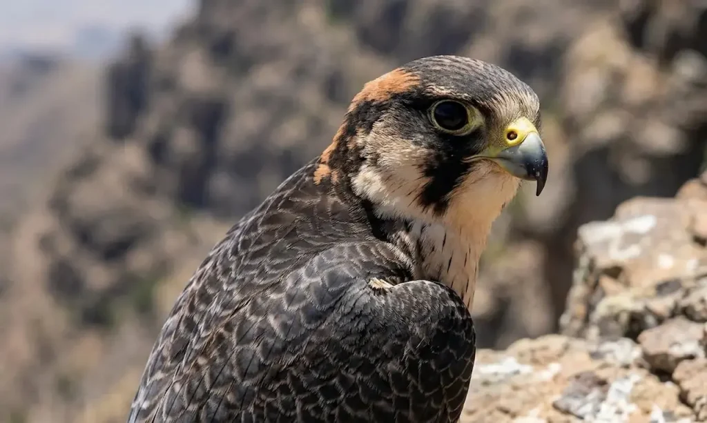 Taita Falcons (Falco fasciinucha)