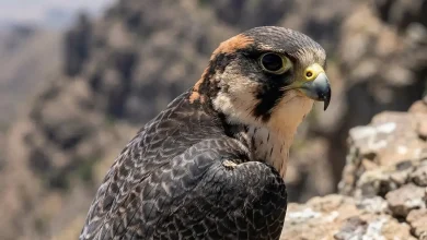Taita Falcons (Falco fasciinucha)