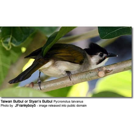 Taiwan Bulbul or Styan’s Bulbul Pycnonotus taivanus