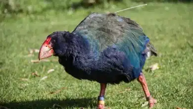 Takahe Image