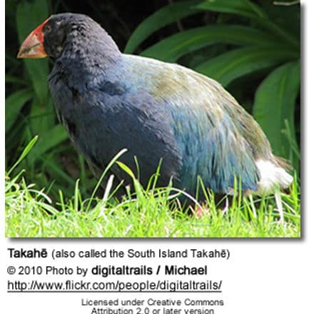 Takahe (also called the South Island Takahe)