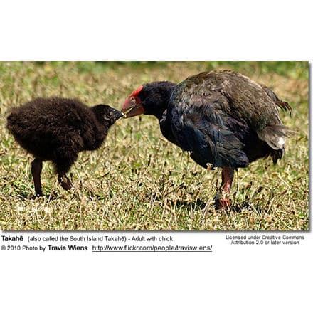 Takahe; (also called the South Island Takahe) - Adult with chick