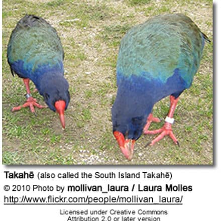 Takahe; (also called the South Island Takahe)