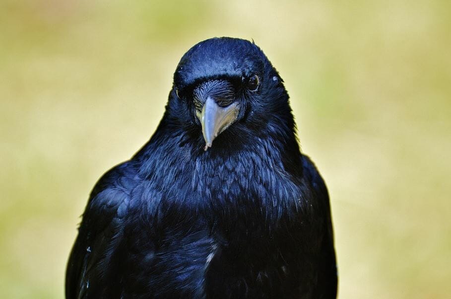 Close-up of a black raven with a sharp, pointed beak and glossy feathers. The bird's intense gaze is directed at the camera, reminiscent of Tamaulipas Crows, and the background is blurred in soft tones of green and yellow.