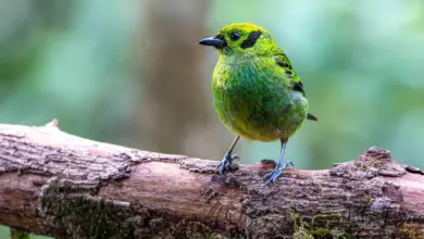 The Tanager Species Sitting In A Branch Of A Wood