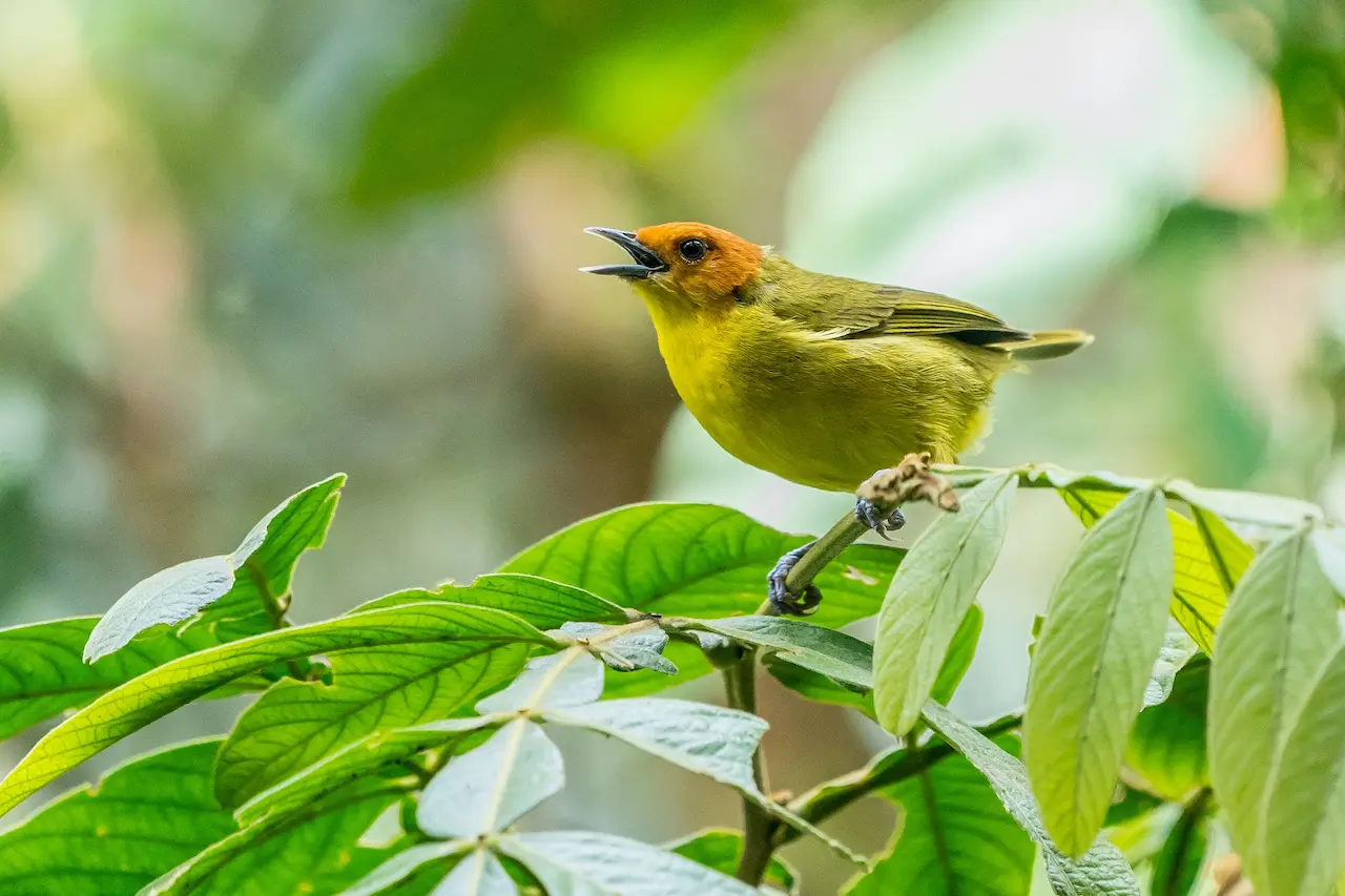The Tanager Species Are A Small Bird